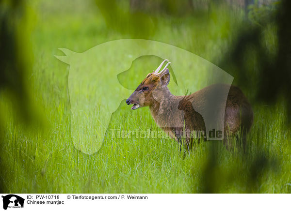 Chinesischer Muntjak / Chinese muntjac / PW-10718