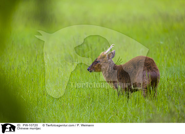 Chinese muntjac / PW-10720