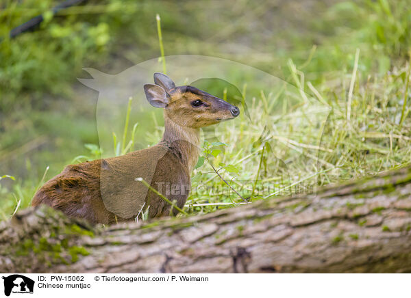 Chinese muntjac / PW-15062