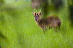 Chinese muntjac