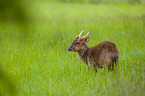 Chinese muntjac