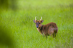 Chinese muntjac