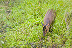 Chinese muntjac