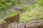 Chinese muntjac