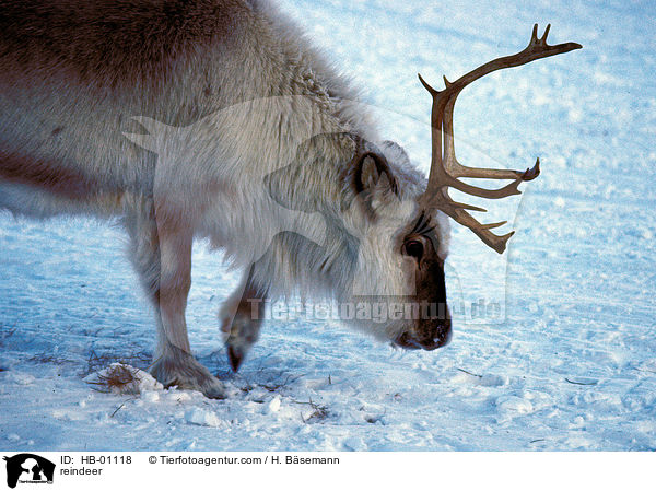 Rentier / reindeer / HB-01118