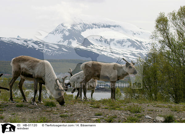 Rentier / reindeer / HB-01120