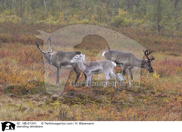 stehende Rentiere / standing reindeers / HB-01241