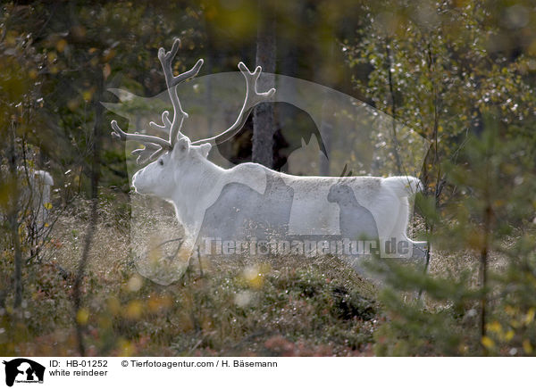 white reindeer / HB-01252