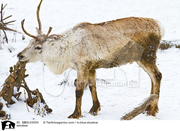 reindeer / MBS-03554