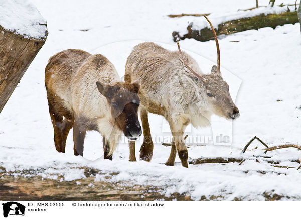 reindeer / MBS-03555