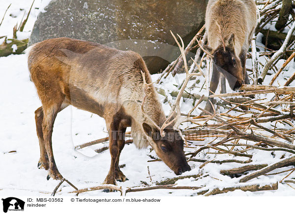 reindeer / MBS-03562