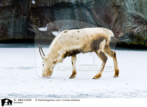 reindeer / MBS-03568