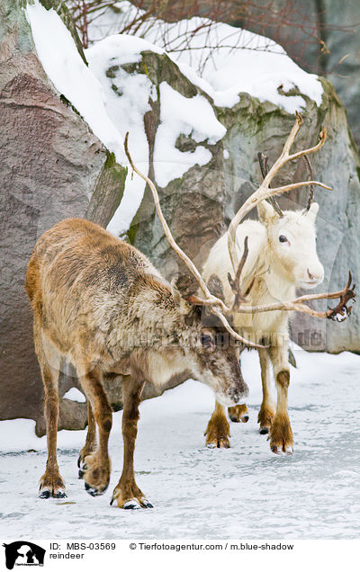 Rentiere / reindeer / MBS-03569