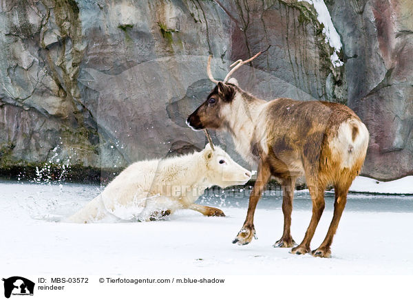 reindeer / MBS-03572