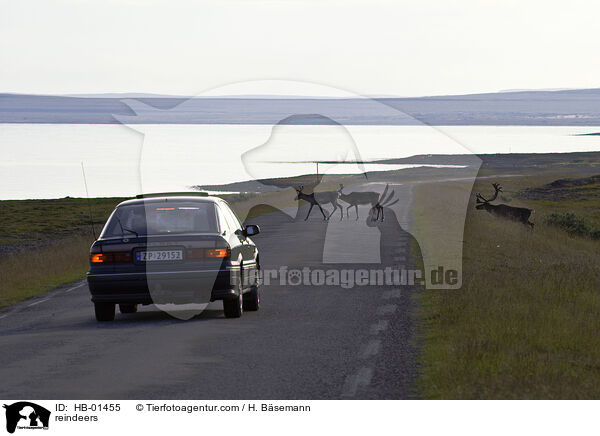 Rentiere / reindeers / HB-01455