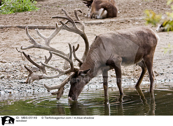 Rentier / reindeer / MBS-05149