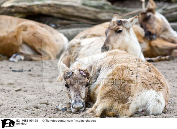reindeer / MBS-05158