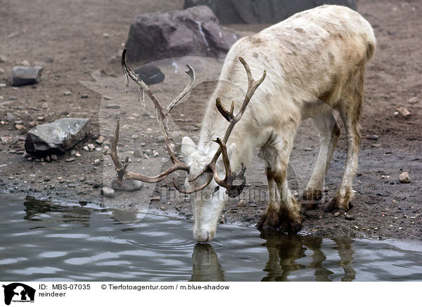 reindeer / MBS-07035