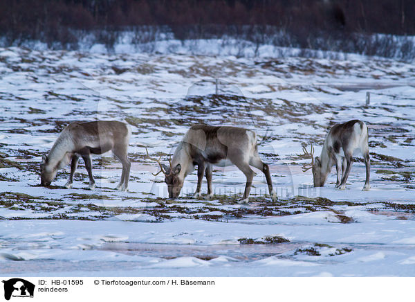 reindeers / HB-01595