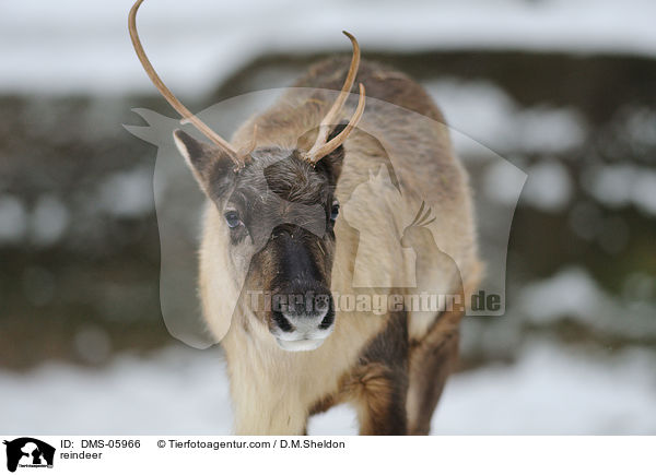 Rentier / reindeer / DMS-05966
