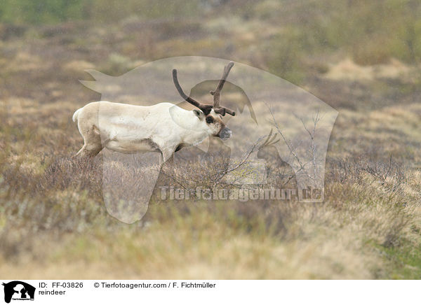 Rentier / reindeer / FF-03826