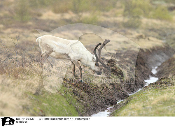 Rentier / reindeer / FF-03827