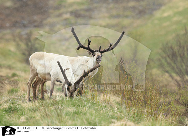 Rentiere / reindeer / FF-03831