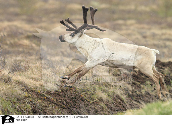 reindeer / FF-03835