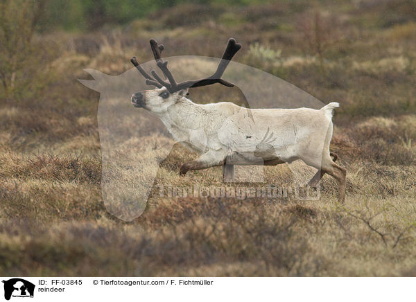 reindeer / FF-03845