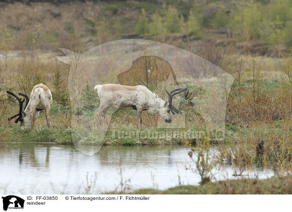 Rentiere / reindeer / FF-03850