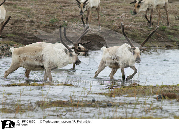 Rentiere / reindeer / FF-03855