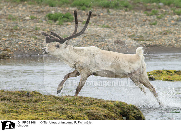 reindeer / FF-03868