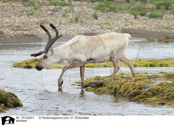 reindeer / FF-03871