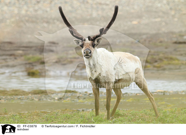 reindeer / FF-03878
