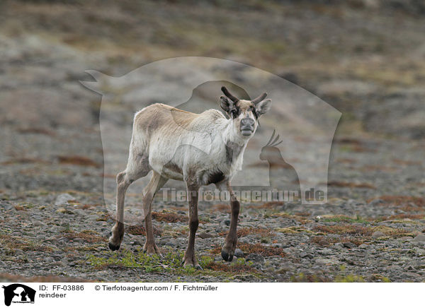 Rentier / reindeer / FF-03886