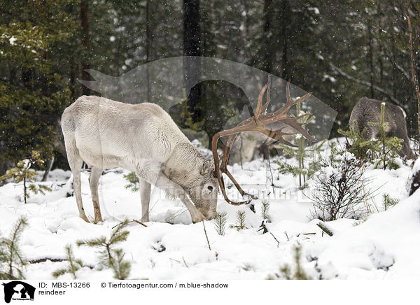 reindeer / MBS-13266