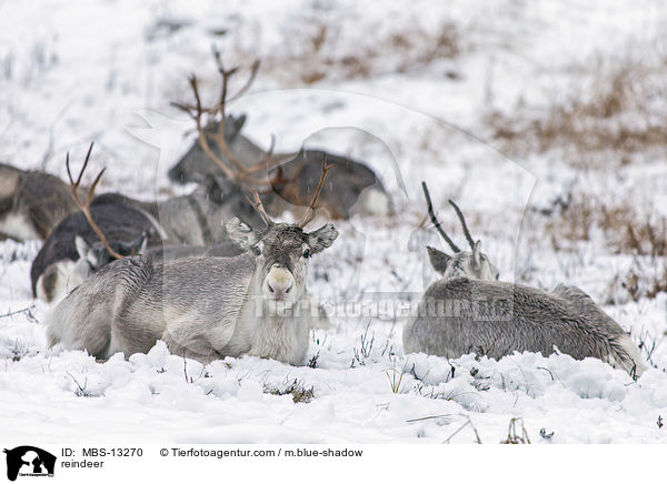 reindeer / MBS-13270
