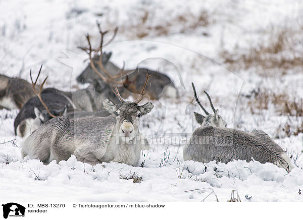 Rentiere / reindeer / MBS-13270