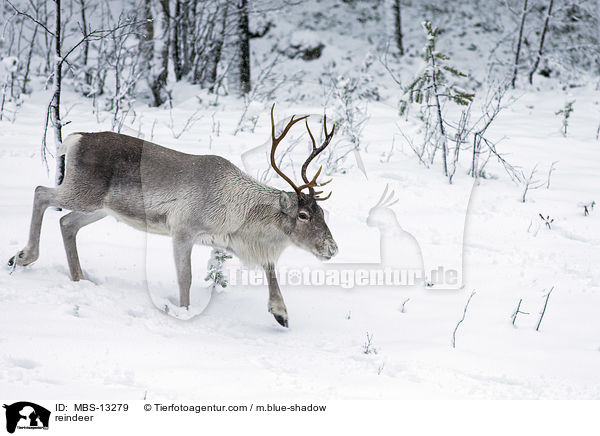 reindeer / MBS-13279