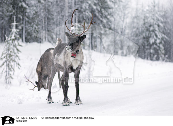 reindeer / MBS-13280