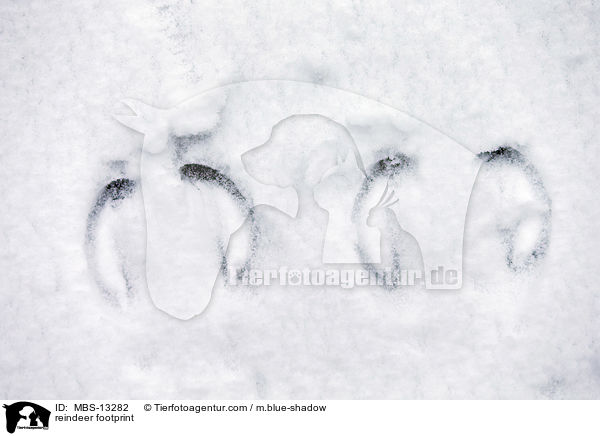 Rentier Fuspur / reindeer footprint / MBS-13282