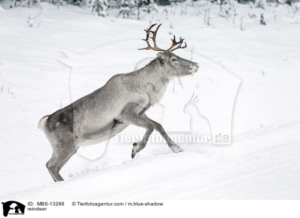 reindeer / MBS-13288