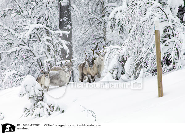 reindeer / MBS-13292