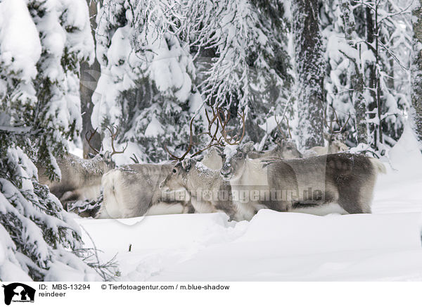 reindeer / MBS-13294
