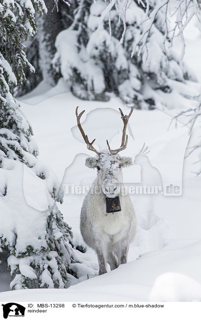 reindeer / MBS-13298