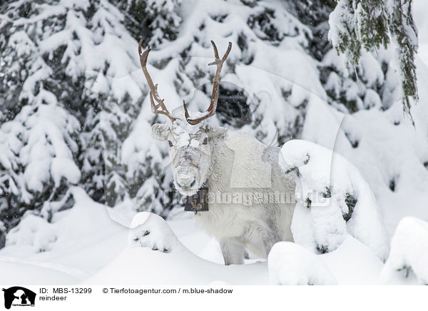 reindeer / MBS-13299