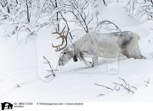 Rentier / reindeer / MBS-13300