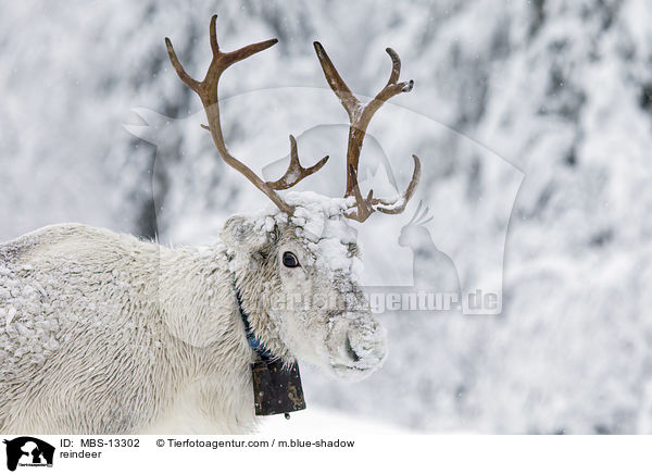 reindeer / MBS-13302