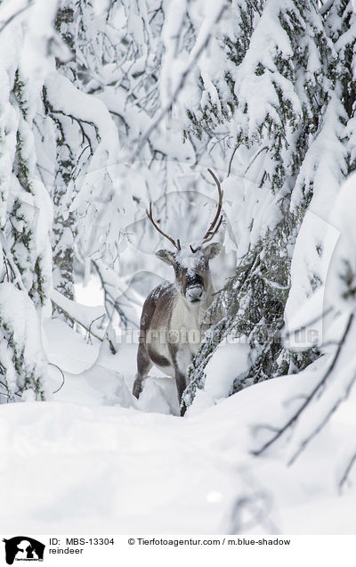 Rentier / reindeer / MBS-13304