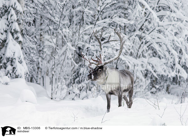 reindeer / MBS-13306
